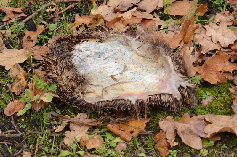 Egel als prooirest van een das (foto: Aaldrik Pot)