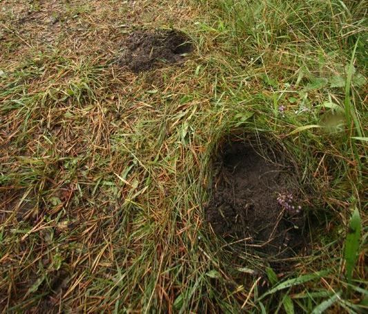 Snuitputjes van een das (foto: Aaldrik Pot)