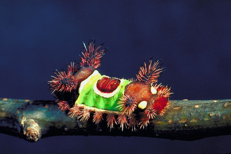 In de VS zorgt deze Saddleback caterpillar geregeld voor opschudding (foto: Creative Commons)