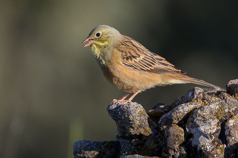 Ortolaan (foto: Pierre Dalous)