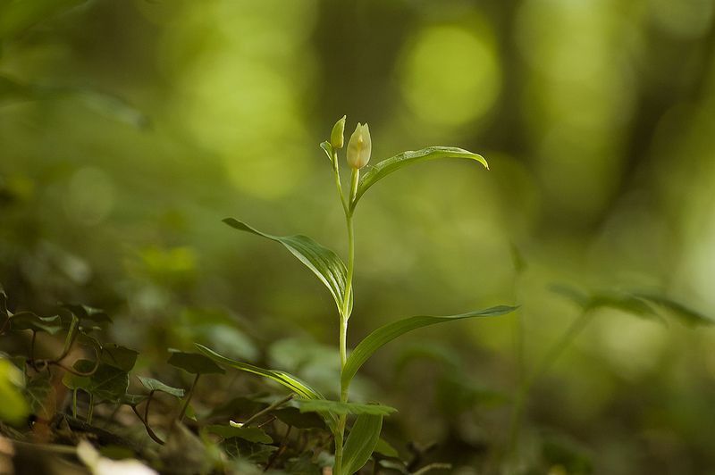 Bleek bosvogeltje in een Zuid-Limburgs hellingbos (foto: Mark Meijrink)