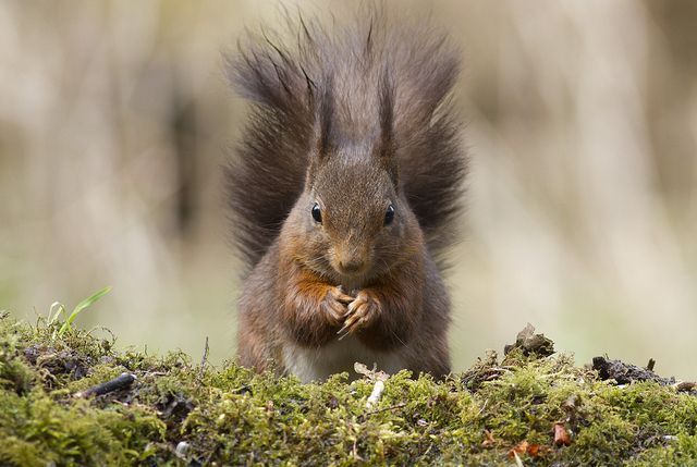 Rode eekhoorn: een stuk minder fors en oren die van pluimen voorzien zijn. (foto: Wesley Poelman)