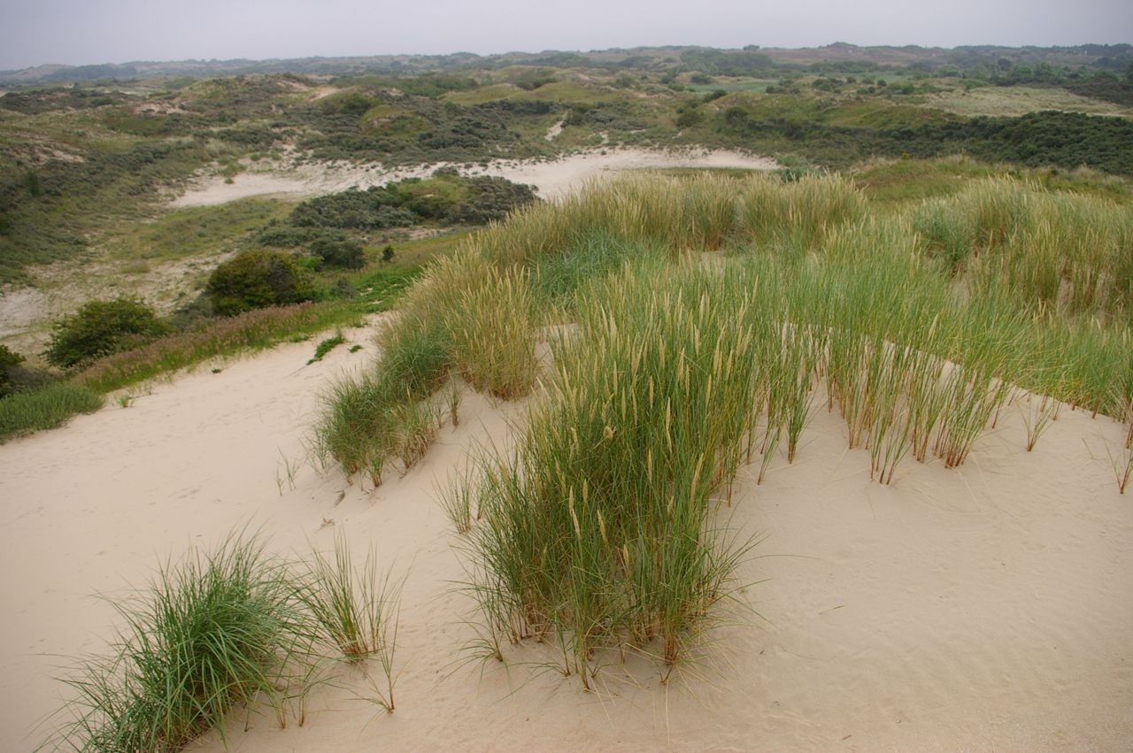 Dynamische kustduinen (foto: Marijn Nijssen)