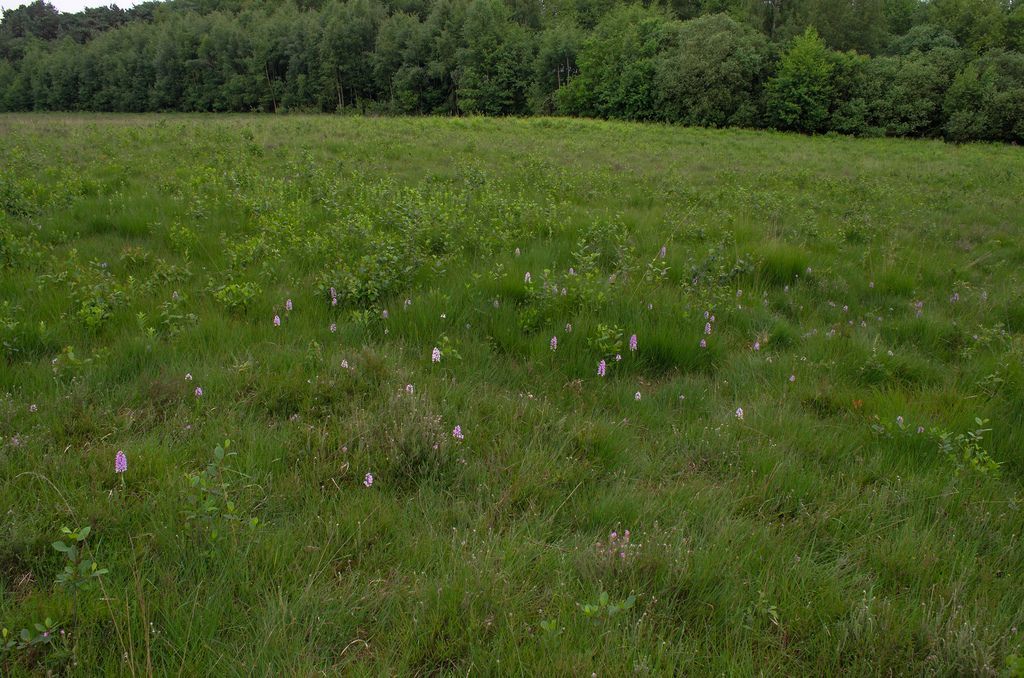 Hangveen met Veenorchis (Dactylorhiza majalis subsp. sphagnicola) in Limburg (foto: Mark Meijrink)