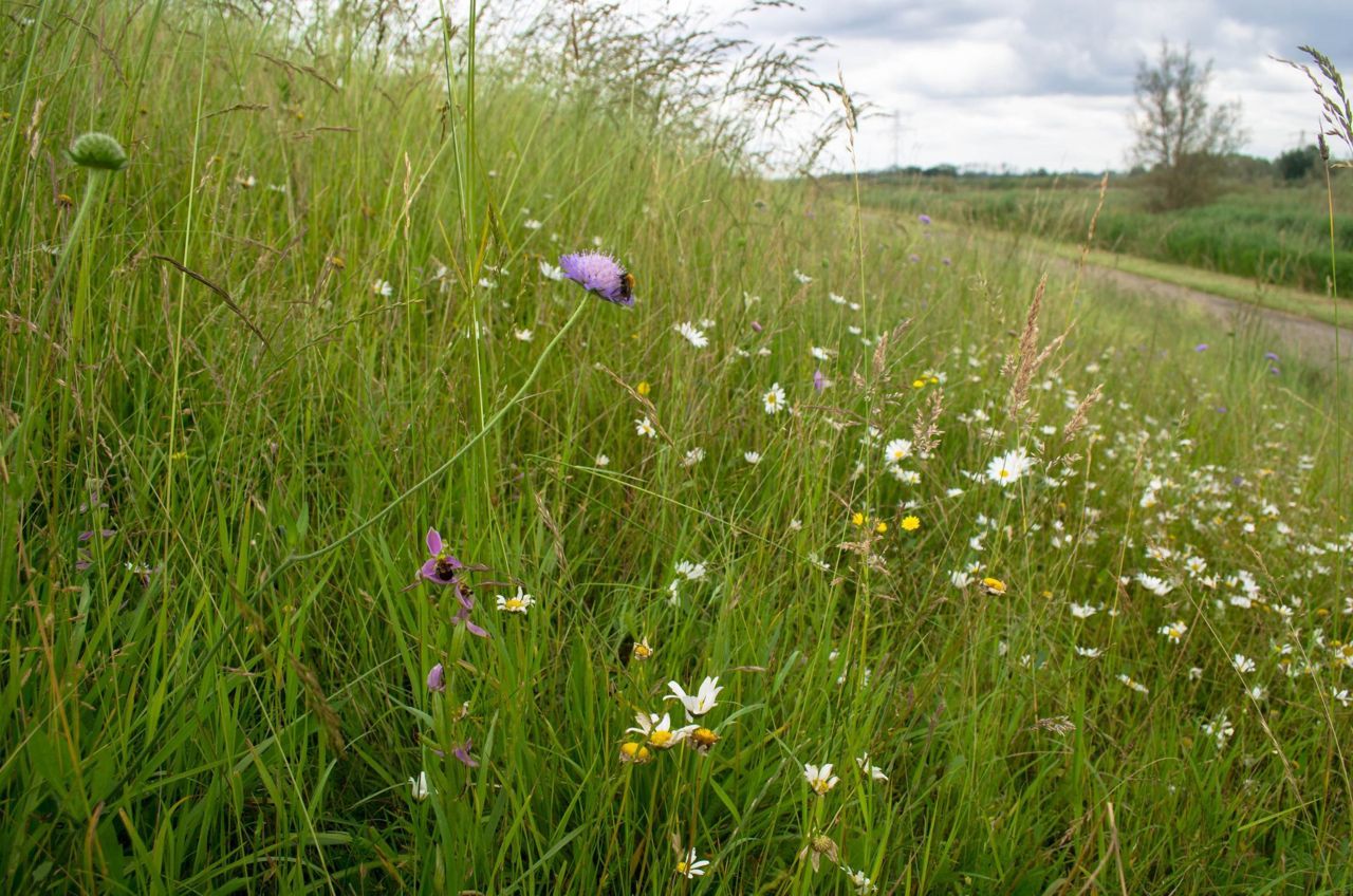 Bijenorchis in een bloemrijke dijkvegetatie (foto: Mark Meijrink)