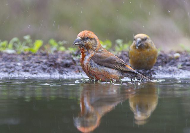 Wie goed luistert naar zijn gezang, hoort de zacht knarsende strofen. (foto: Wesley Poelman)