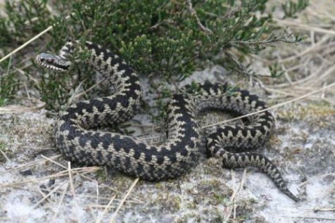 Adder (foto: Arnold van Rijsewijk)