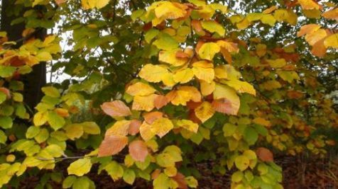 Beuk in herfstkleuren (foto: Arnold van Vliet)