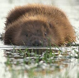 Bever (foto: Rollin Verlinde)