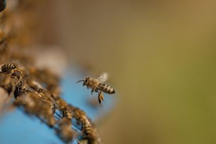 Bij met stuifmeel voor een bijenkast (foto: Bram Cornelissen)
