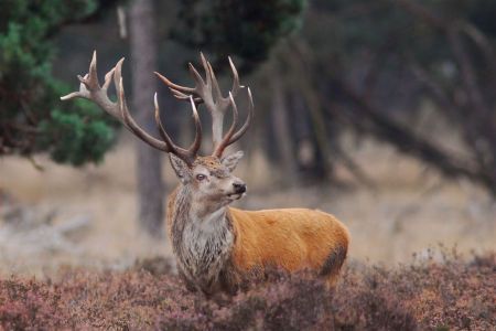 Edelherten zijn niet alleen prachtige dieren, ze kunnen ook een belangrijke schakel vormen in het bosecosysteem. (foto: Bas Worm)