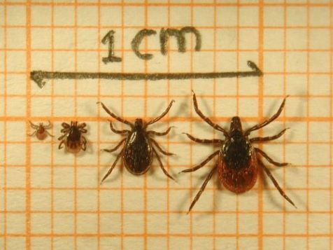 Verschillende tekenstadia. Van links naar rechts: larve, nimf, mannetje en vrouwtje (foto: Fedor Gassner)