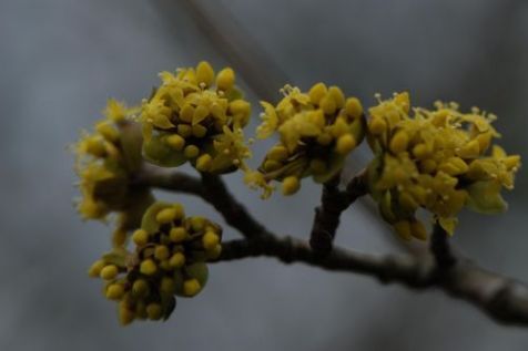 Bloeiende gele kornoelje (foto: Wout van der Slikke)