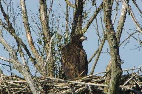 Jonge zeearend op nest (foto: Vincent Wigbels)