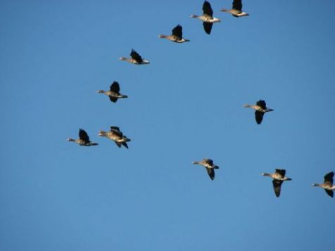 Kolganzen op trek, vliegend in v-vorm (foto: Gerard Muskens)