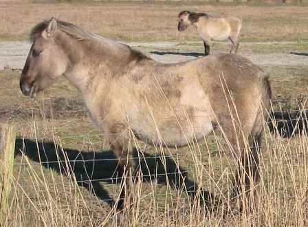 Konikpaarden (foto: Kersti Nebelsiek)