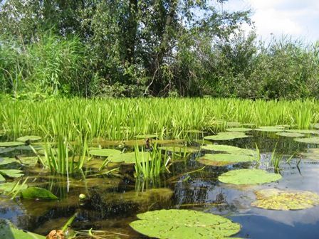 Sloot in de Wieden (foto: Roos Loeb)