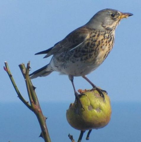 Kramsvogel doet zich tegoed aan appel (foto: Soebe)