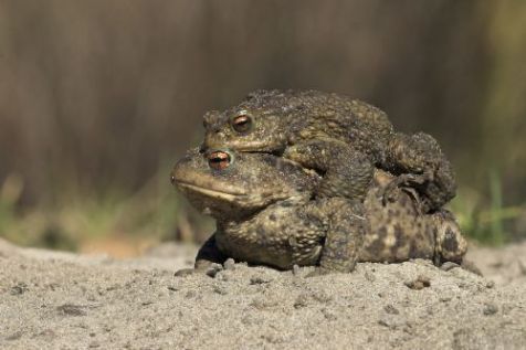 Padden op trek (foto: Jelger Herder)