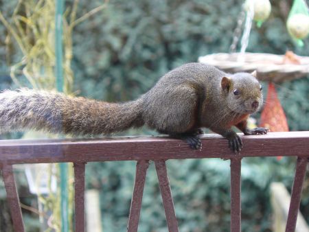 Pallas’ eekhoorn (foto: Ard van Roij)