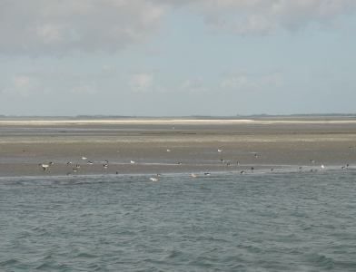 Roggenplaat bij Oosterschelde (foto: Cor Smit)