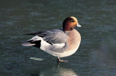 Smient (foto: IVN Vecht en Plassengebied)