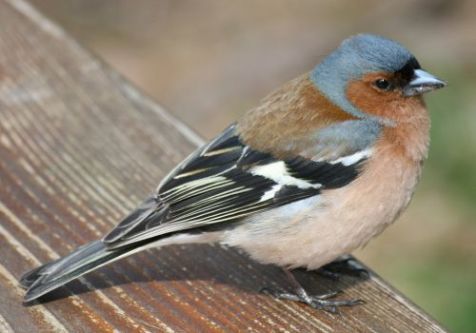 Vink (foto: Regani)