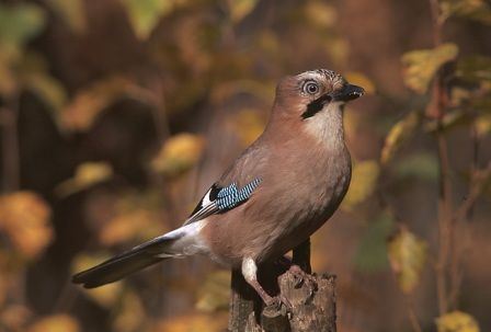 Onze meest kleurrijke kraaiachtige legt in het najaar klassiek voedselvoorraden aan (foto: Marek Szczepanek)