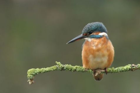 IJsvogel (foto: Vogelbescherming Nederland)