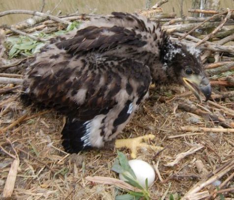 Jonge zeearend in Oostvaardersplassen in 2009 (foto: Staatsbosbeheer)