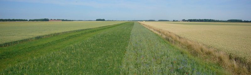 Een nieuwe faunarand met luzernebuffer bij Bellingwolde. De eerste strook luzerne aan de linkerkant is net gemaaid, 2013 (foto: Ben Koks)