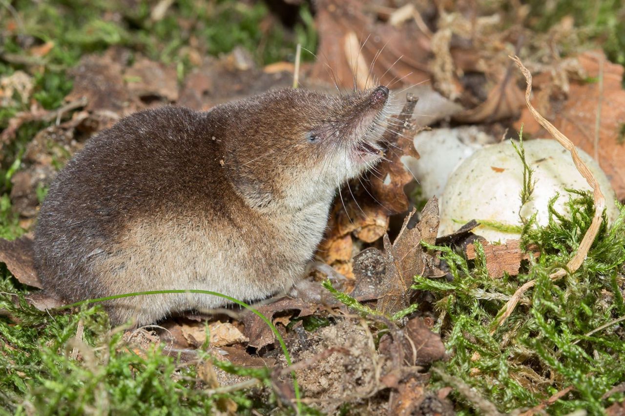 Bosspitsmuis spec. (foto: Wesley Overman)