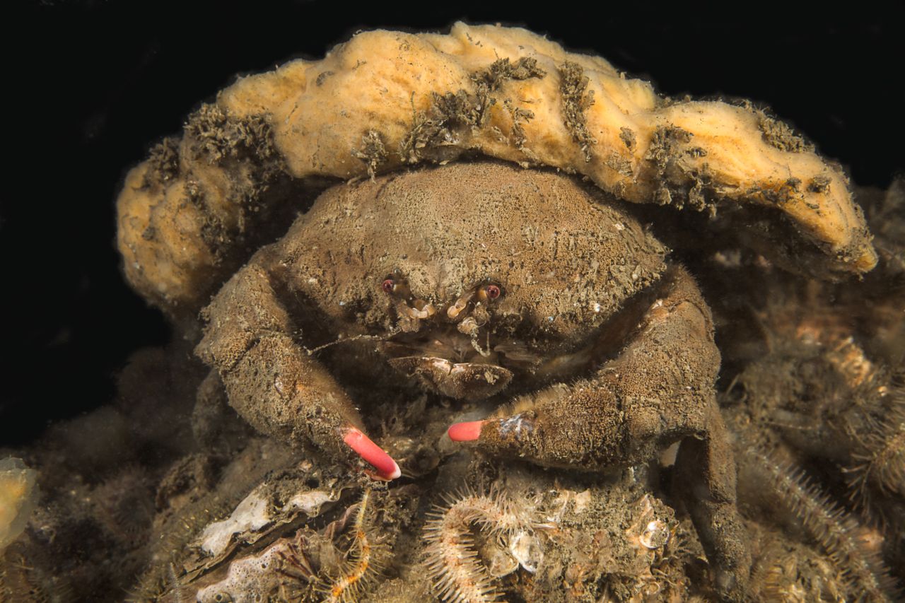 Bruine kikker (foto: Willem Domhof)