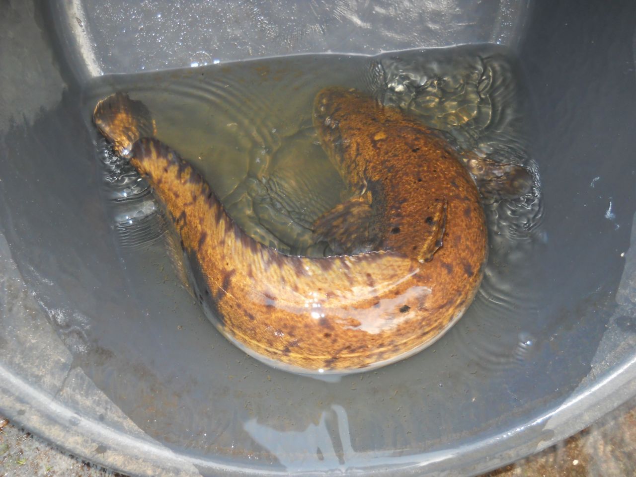 Kwabaal uit Steenwijkerland van 71 centimeter (foto: Jeroen Bosveld)