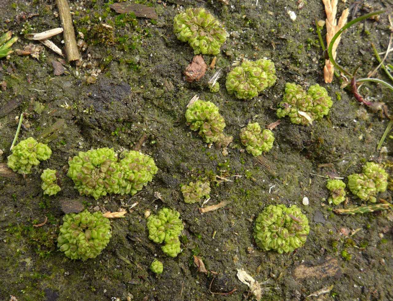 Gestekeld blaasjesmos op Camping Koningshof (foto: Jelle van Dijk)