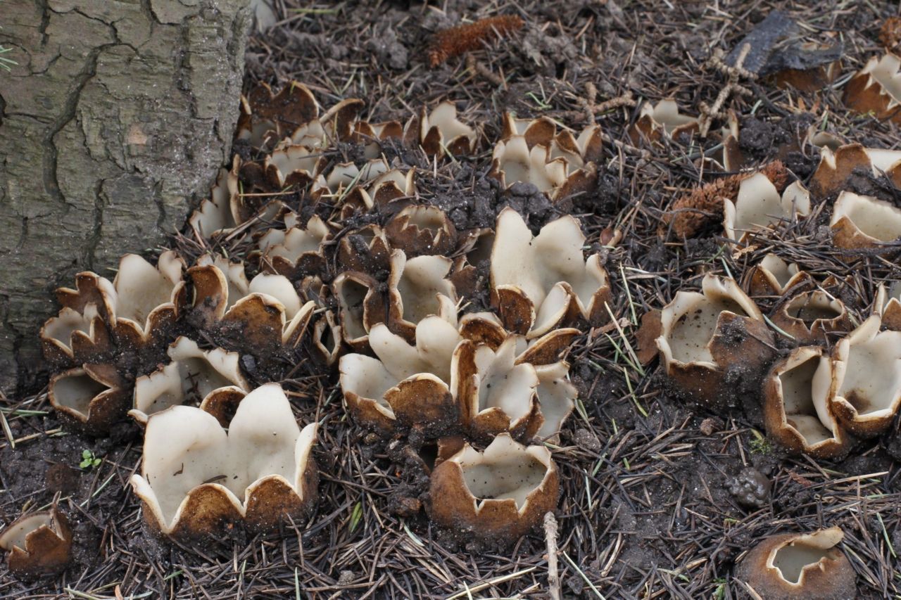 Cedergrondbekerzwam (foto: Cor Noorman)