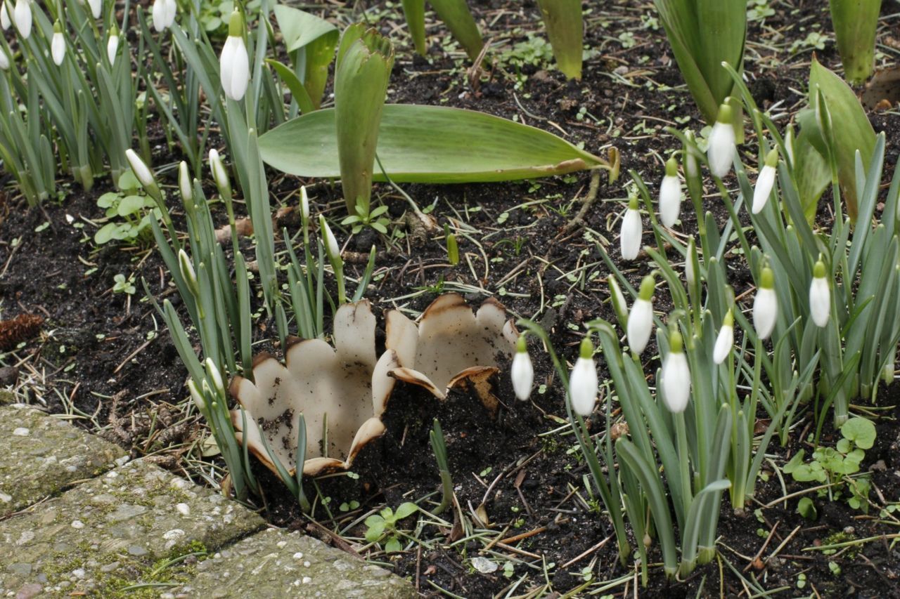 Cedergrondbekerzwam (foto: Cor Noorman)