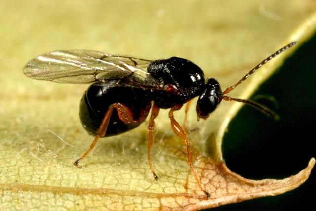 Het volwassen galwespje is slechts drie millimeter groot, er zijn alleen vrouwtjes bekend (foto: G. Csoka)