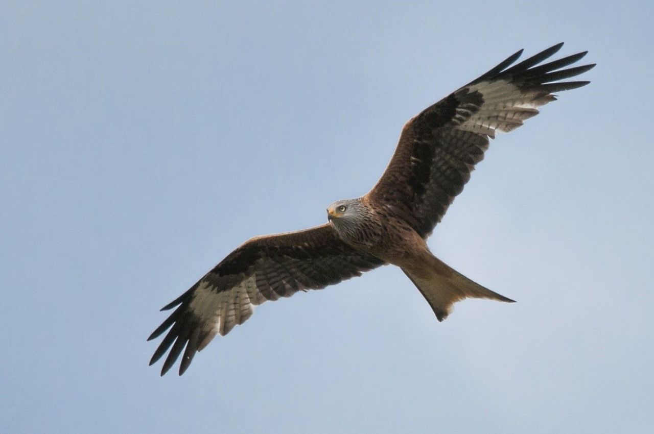 Volwassen Rode wouw patrouillerend boven het Dijleland (Foto: J. De Cock)