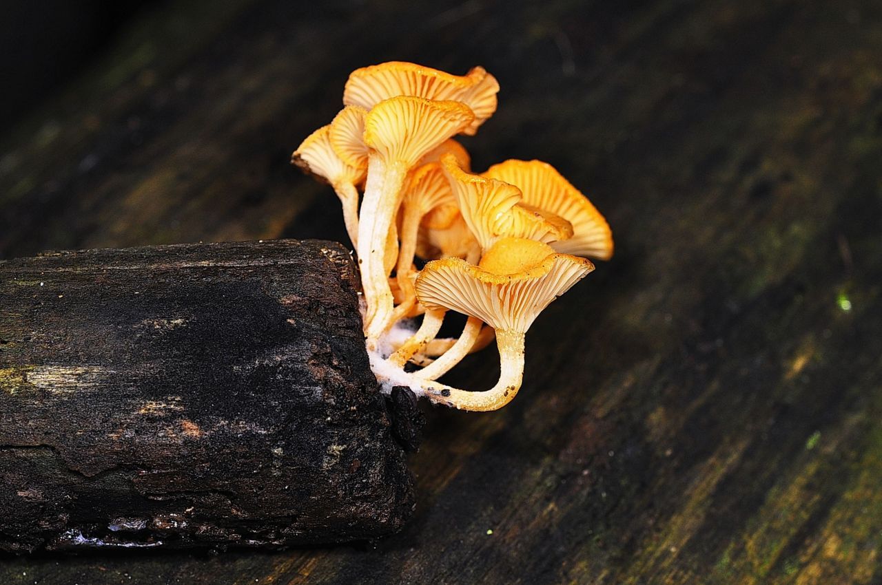 Het mooie, goudgele Prachttrechtertje werd gevonden op takjes van Gewone vlier.  Foto: Wim Laureys