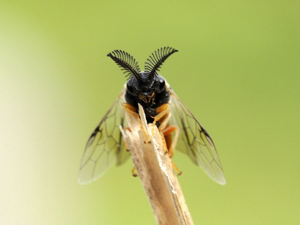 Mannetje Diprionidae (foto: Godfried Van Hertum)