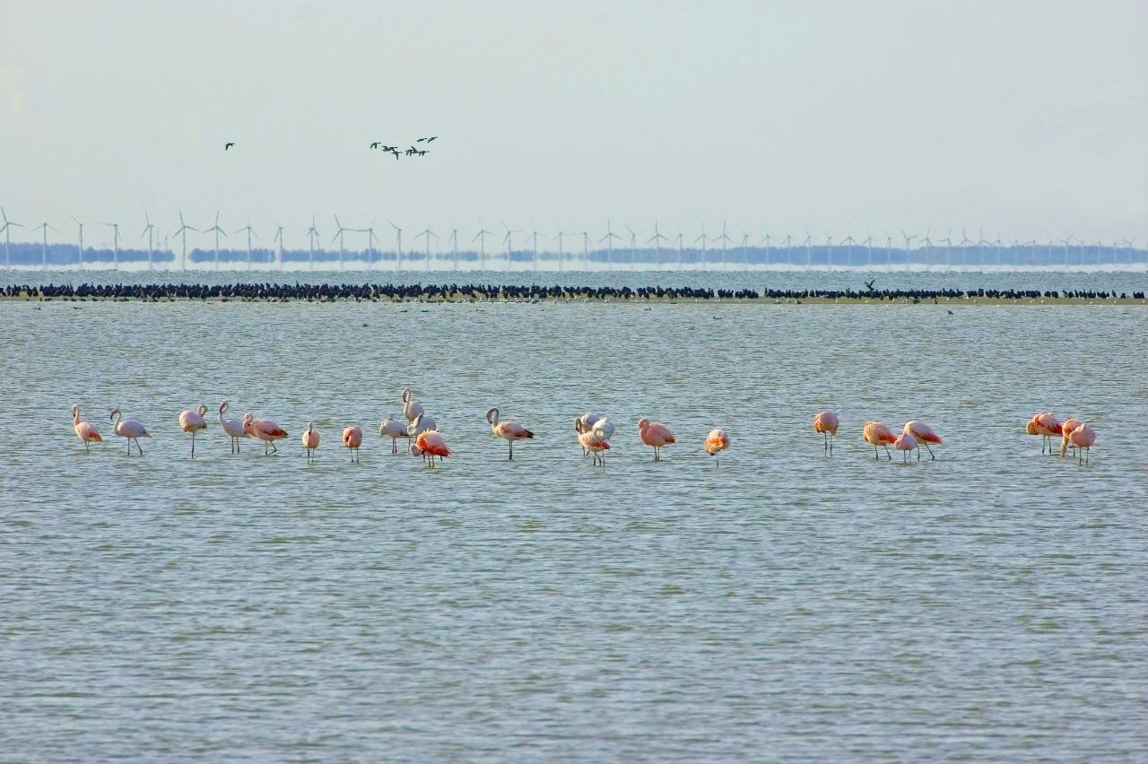Flamingo s, op de achtergrond aalscholvers en windmolens (foto: Bennie van der Weide)