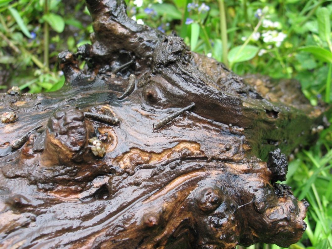 Succesvolle voortplanting vastgesteld. Een stuk hout met hierop een nieuwe generatie larven van de kokerjuffer (foto: Ralf Verdonschot)