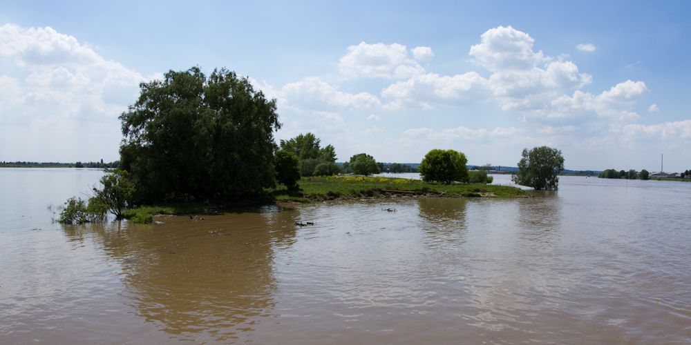 Hoog water Waal: Koniks en Galloway runderen op eiland in Erlecomse Waard (foto: Fokko Erhart, Wildernisfoto)