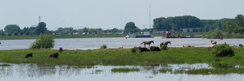 Koniks en Galloways houden de hoeven droog op de oeverwal in Erlecom (Wildernisfoto, Fokko Erhart)