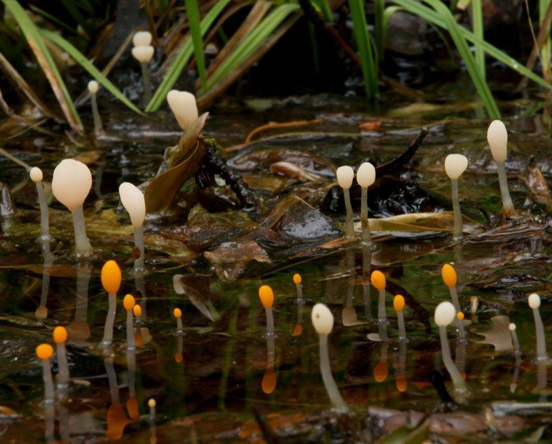 Oranje en witte Mijtertjes (foto: Leo Knol)