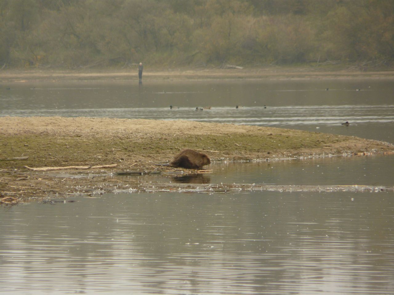 Bever langs de waterlijn (foto: Cynthia Lange en Manon Kaandorp)