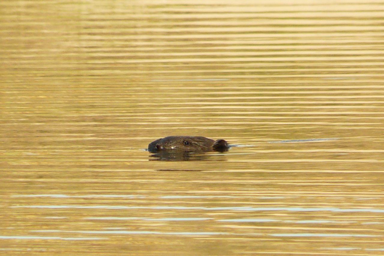 Volwassen bever (foto: M. Kaandorp & C. Lange)