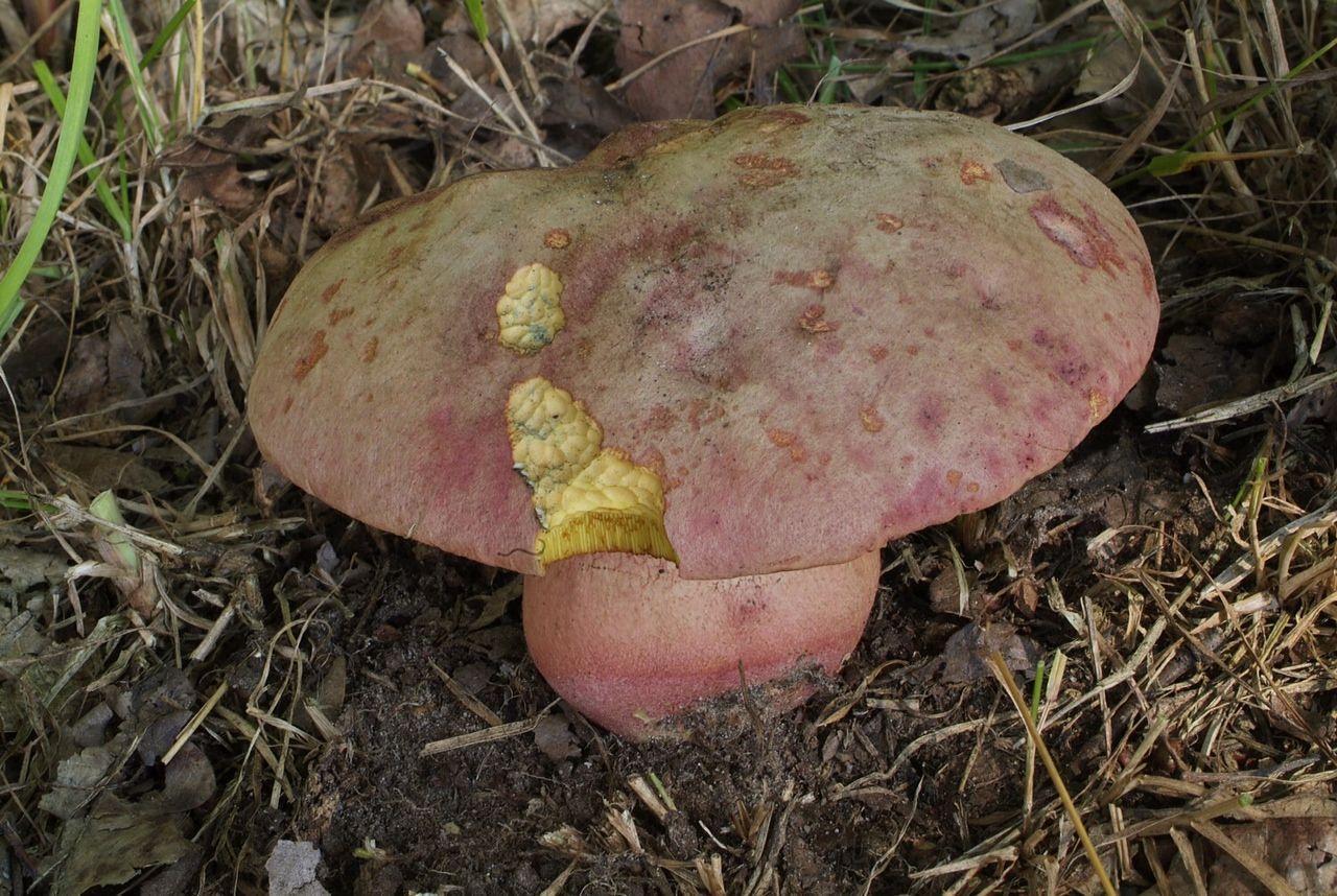 Fraaie roodnetboleet (foto: Marjon van der Vegte)