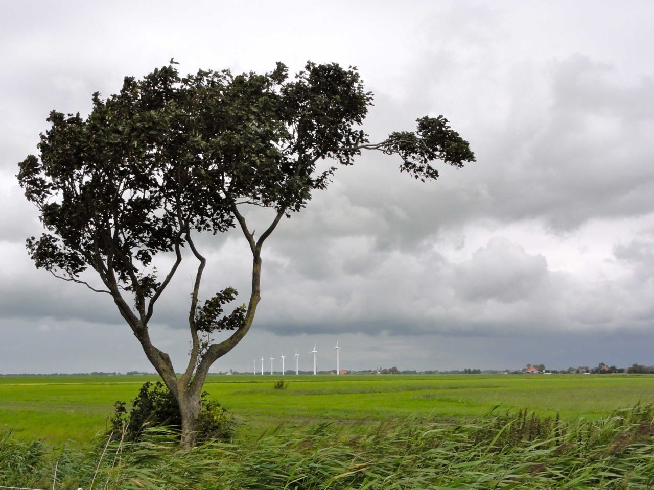 Veenweidegebied in Zuidwest-Friesland (foto: Gouwenaar)